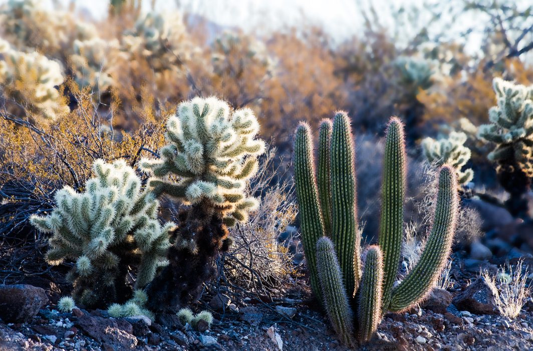 Organ Pipe Cactus And Friend